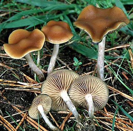 Psilocybe cyanescens